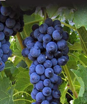 wine grapes